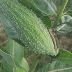 Asclepias syriaca Plod