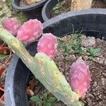 Opuntia ficus-indica Fruct