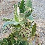 Kalanchoe marmorata Leaf