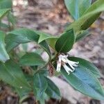 Sarcococca confusa Flower