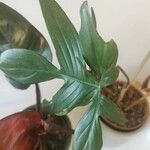 Philodendron pedatum Лист