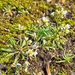 Draba verna Habitatea