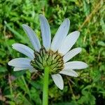 Leucanthemum adustum Blomma