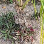Cocos nucifera Corteza