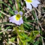 Pinguicula hirtiflora Flower