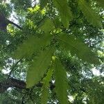 Quercus libani Leaf
