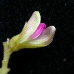 Flemingia macrophylla Blüte