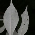 Morisonia morenoi Leaf