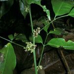 Protium heptaphyllum Flor