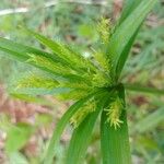 Cyperus meyenianus Цветок