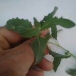 Atriplex laciniata Прочее