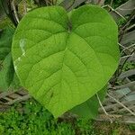 Aristolochia macrophylla Blatt