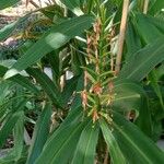 Hedychium coccineum Hábito