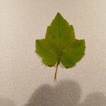 Acer rubrum ഇല