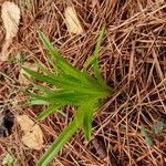 Carex plantaginea Leaf