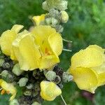 Verbascum densiflorum Blüte