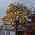Handroanthus albus Flower