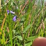 Scutellaria galericulataCvet