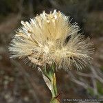 Trixis californica Fruto