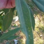 Vernonanthura tweedieana Φύλλο