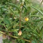 Chamaecrista mimosoides Flower