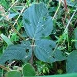 Desmodium intortum Leaf