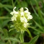 Sideritis hyssopifolia Fleur