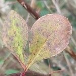 Berberis × ottawensis Blad