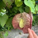 Aristolochia grandiflora Flors