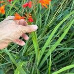 Crocosmia x crocosmiiflora Folla