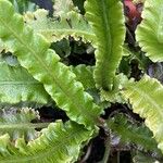 Asplenium scolopendriumBlad