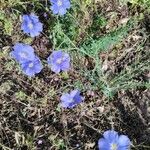 Linum perenneBlüte