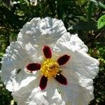 Cistus ladanifer Blüte