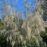Retama monosperma Habit