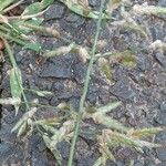 Eragrostis minor Maua