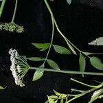 Oenanthe javanica 形態