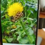 Centaurea macrocephalaFlower