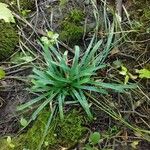 Carex plantaginea Leaf