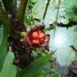 Alocasia lauterbachiana Frucht
