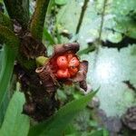 Alocasia lauterbachiana Frukt