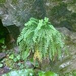 Asplenium trichomanes-ramosum অভ্যাস