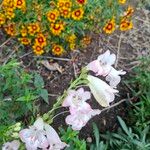 Penstemon cobaea Flower
