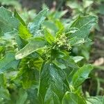 Chenopodiastrum murale Leaf