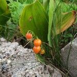 Convallaria majalisFruit