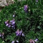 Vicia cusnae Flower