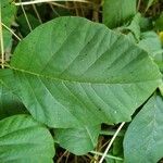 Toxicodendron radicans Лист