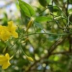 Jasminum humile Λουλούδι