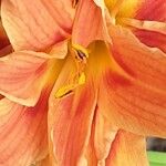 Hemerocallis fulva Květ