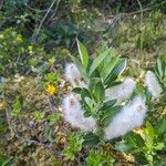 Salix waldsteiniana Fruto