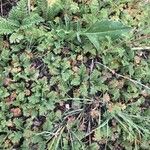 Achillea odorata Лист